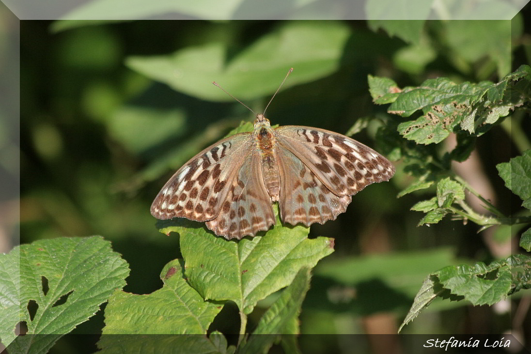 Argynnis paphia (f. valesina)